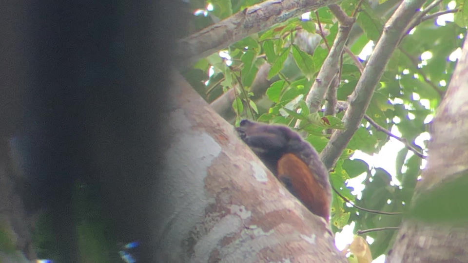 Singe dans son arbre nous regardant